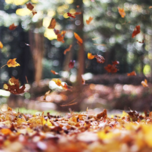 SF Blog - Sustainable Thanksgiving Dinner