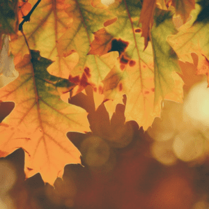 SF Blog - Don't Volunteer Over the Holidays