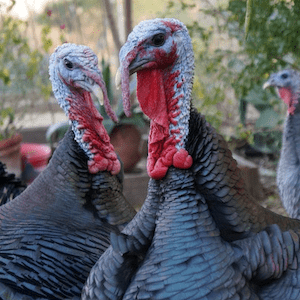 We're Cancelling Thanksgiving