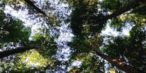 SF Blogs – 15 Easy Environmental